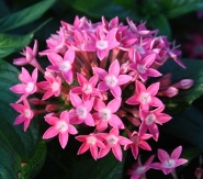 Butterfly™ Deep Pink Pentas, Egyptian Star Cluster, Pentas lanceolata 'Butterfly Deep Pink'